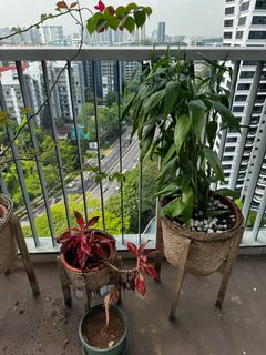 (Category: ) located in . Submitted by borch90 (Listing ID 1299292923, Image 1). Description: .