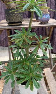 (Category: ) located in . Submitted by plantabeast_ (Listing ID 1299361529, Image 1). Description: .