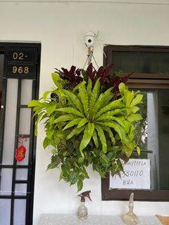 (Category: ) located in . Submitted by huamama (Listing ID 1299333267, Image 1). Description: .