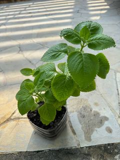 (Category: ) located in . Submitted by active_gardening (Listing ID 1299281729, Image 1). Description: .