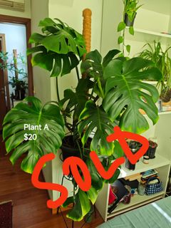 (Category: ) located in . Submitted by nu.shh (Listing ID 1298963961, Image 1). Description: .