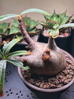 （分類：）位於 。 由 ftteller 提交（商品編號 1293753282，圖片 1）。簡介： 。
