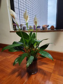 （分類：）位於 。 由 molixiang 提交（商品編號 1299622819，圖片 1）。簡介： 。
