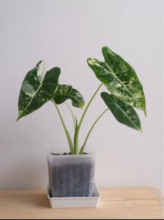 （分類：）位於 。 由 cormosome 提交（商品編號 1299829199，圖片 1）。簡介： 。