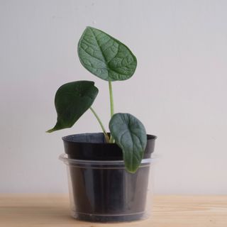 （分類：）位於 。 由 cormosome 提交（商品編號 1299826307，圖片 1）。簡介： 。