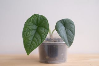 （分類：）位於 。 由 cormosome 提交（商品編號 1299813055，圖片 1）。簡介： 。