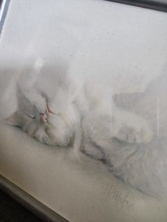 Sleeping white cat frame