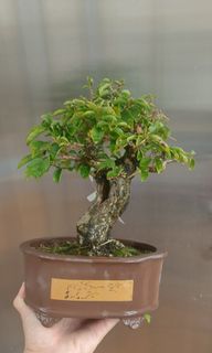 （分類：）位於 。 由 treeteaflower 提交（商品編號 1195576100，圖片 1）。簡介： 。