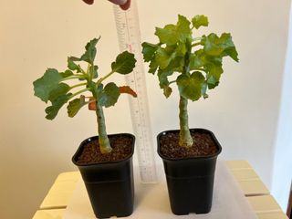 （分類：）位於 。 由 frankiefhc 提交（商品編號 1300036623，圖片 1）。簡介： 。