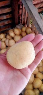 Potato for Sale bulk or small quantity