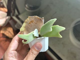 （分類：）位於 。 由 2d_garden 提交（商品編號 1291442944，圖片 1）。簡介： 。
