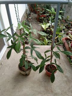 Philodendron Pedatum, 69686