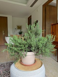 (Category: ) located in . Submitted by themediterraneangarden (Listing ID 1300151975, Image 1). Description: .
