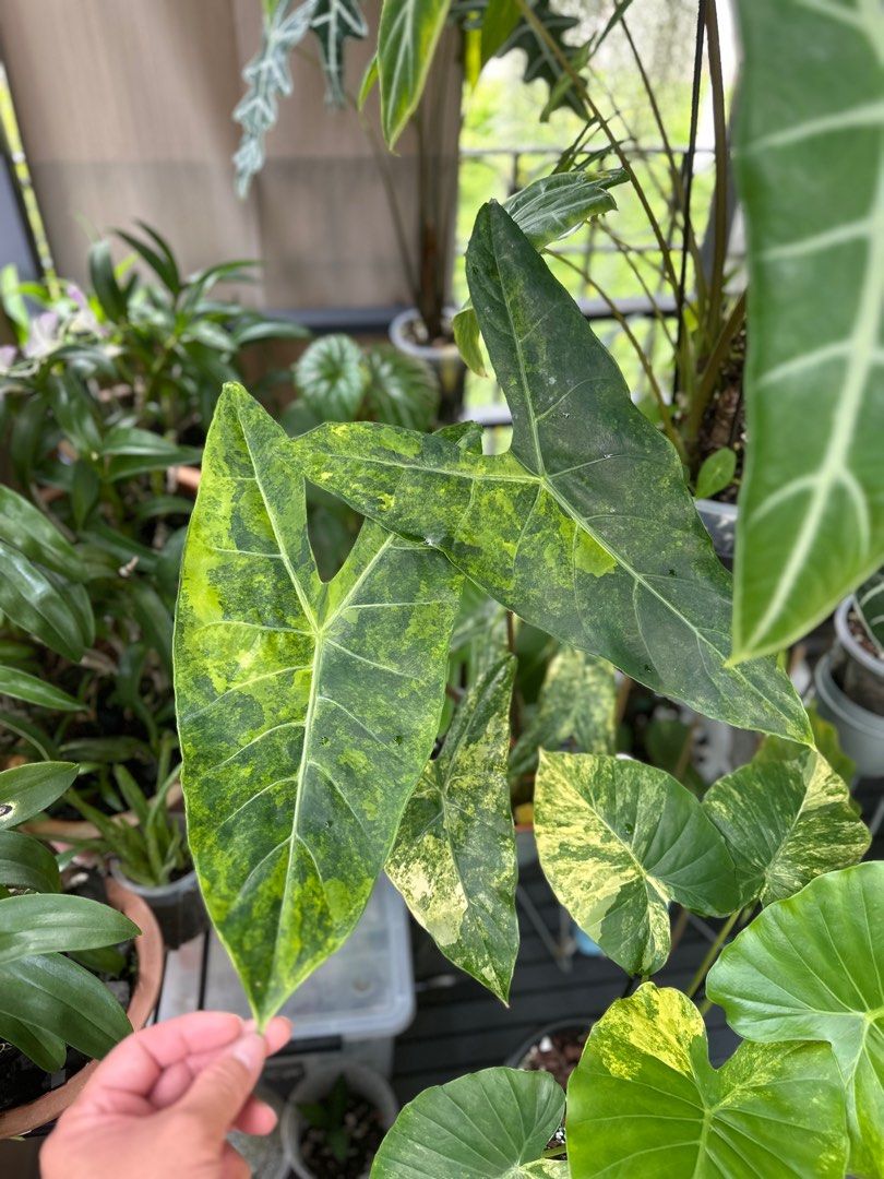 『SALE』Alocasia Longloba var(TC) 【7-4】 SALE』Alocasia Longloba var(TC) 【7-4】 Alocasia Longiloba (highly