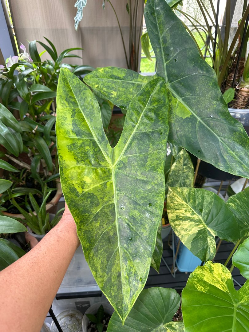 Alocasia Longiloba (highly Variegated), Furniture & Home Living