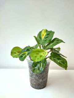 （分類：）位於 。 由 hea.plants 提交（商品編號 1294119163，圖片 1）。簡介： 。