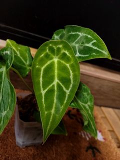 (Category: ) located in . Submitted by nospaceforplants (Listing ID 1300568532, Image 1). Description: .