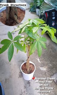 📌Braided Money tree with Unique Trunk