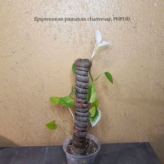 Epipremnum pinnatum chartreuse