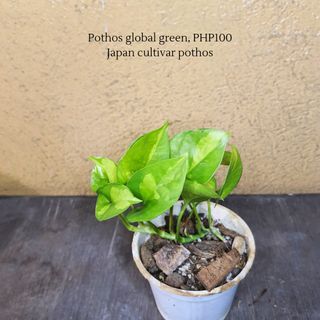 Global green, japqn cultivar pothos