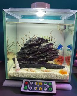 (Category: ) located in . Submitted by opaeopae (Listing ID 1300447818, Image 1). Description: .