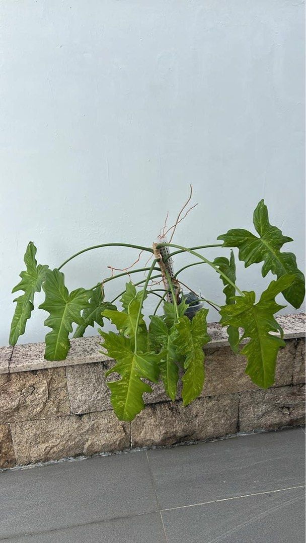 shelves plants Plant Shelves