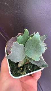 (Category: ) located in . Submitted by Platy_Life (Listing ID 1300595666, Image 1). Description: .