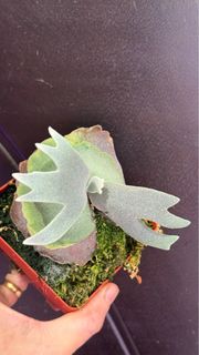 (Category: ) located in . Submitted by Platy_Life (Listing ID 1300596337, Image 1). Description: .