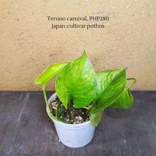 Teruno carnival, japan cultivar pothos