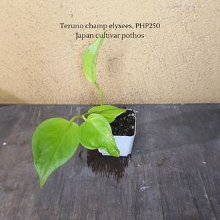 Teruno champ elysees, Japan cultivar pothos