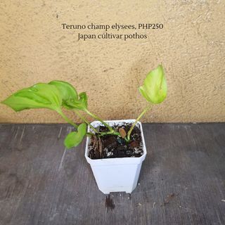 Teruno champ elysees, japan cultivar pothos