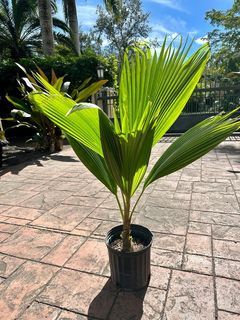 Fiji Fan Palm