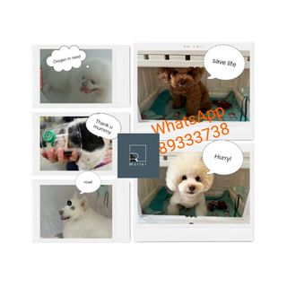 (Category: ) located in . Submitted by rmullerpawspetoxygenanddental (Listing ID 1300652106, Image 1). Description: .