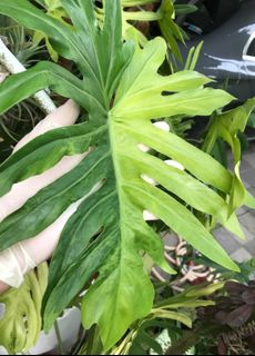 Monstera borsi albo variegated Collection item 1