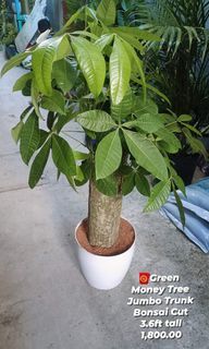 3.6ft Green Money Tree Bonsai Cut