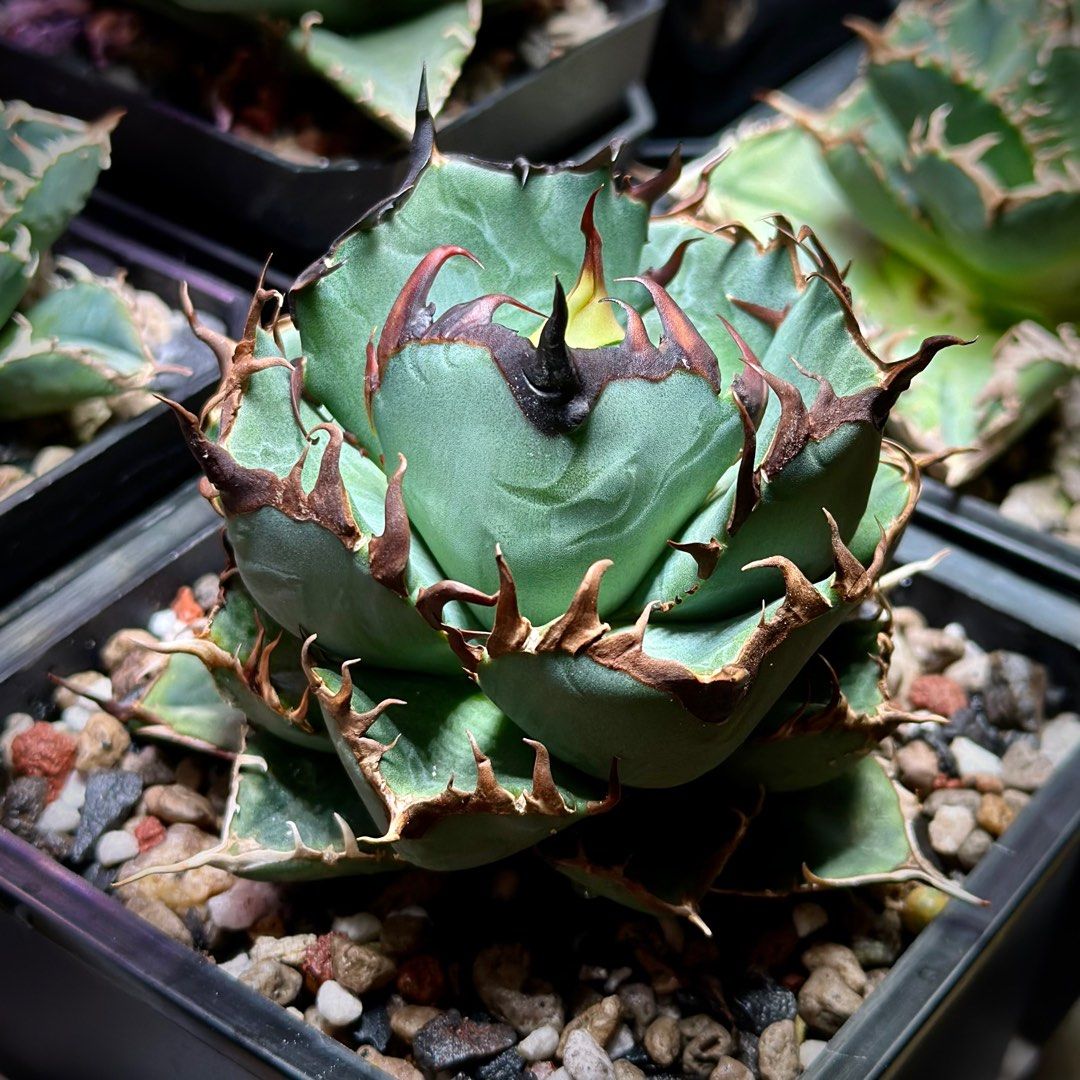 台湾 CJ血統 胖鯨 胖鯨嚴龍龍舌蘭Agave Titanota 'Fat Whale 台湾 CJ血統 胖鯨 胖鯨嚴龍龍舌蘭Agave Titanota 'Fat Whale
