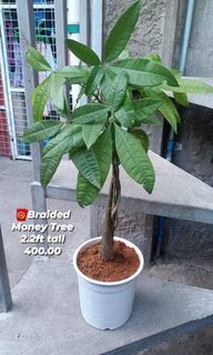 Braided Money Tree 2.2ft