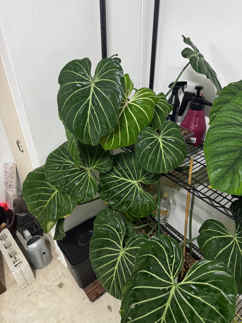 その他観葉植物 Philodendron gloriosum 'Radiante' その他観葉植物 Philodendron gloriosum 'Radiante' Philodendron
