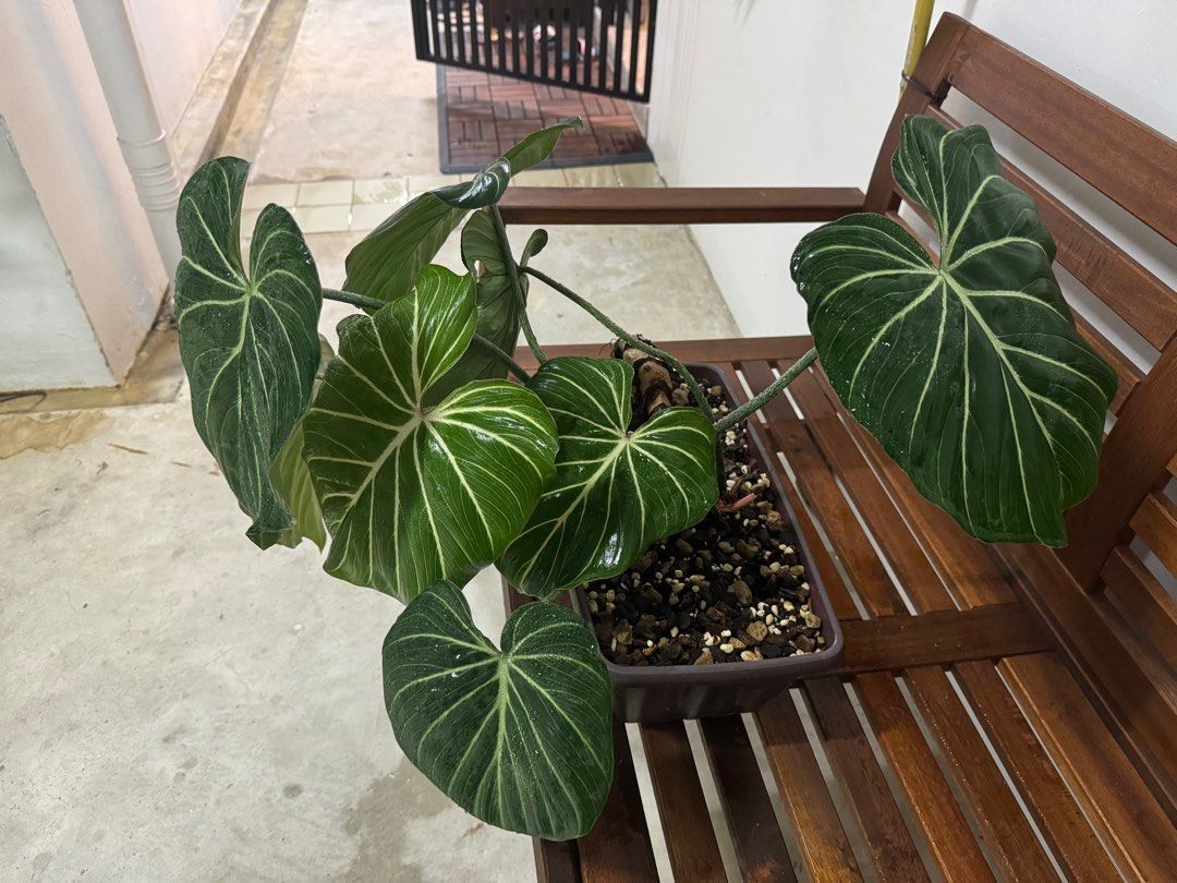 philodendron_gloriosum_radiant 