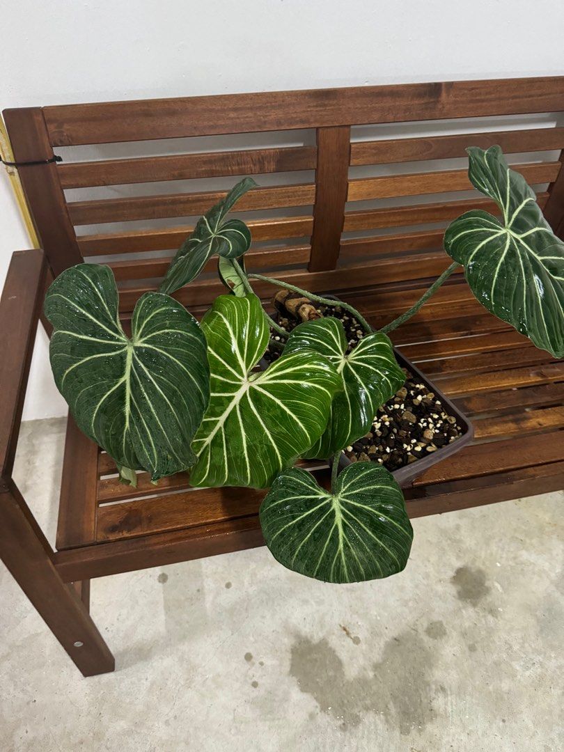 Philodendron Gloriosum Radiante - white vein pink back, Furniture
