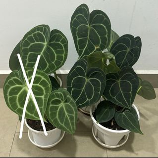 (Category: ) located in . Submitted by _plantdaddy_ (Listing ID 1299909091, Image 1). Description: .