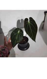 (Category: ) located in . Submitted by Plantszone.Official (Listing ID 1300837524, Image 1). Description: .