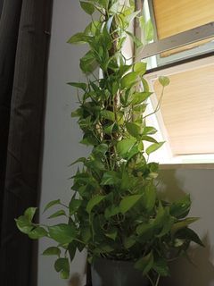 Crawling Pothos in 3Ft Coco Pole