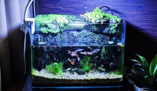 (Category: ) located in . Submitted by attapterrarium (Listing ID 1300878698, Image 1). Description: .
