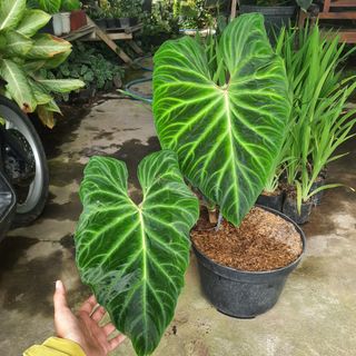 (Category: ) located in . Submitted by Plantszone.Official (Listing ID 1300789498, Image 1). Description: .