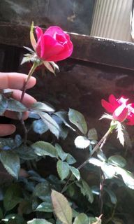 Real Rose plant with Blooming Flowers