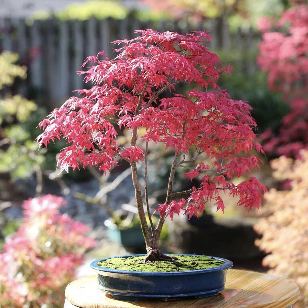 大紅葉 盆栽 大紅葉 盆栽