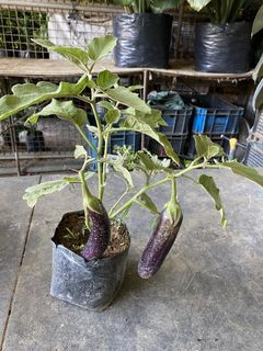 Talong plant namumunga