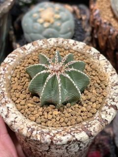 （分類：）位於 。 由 TT_CACTUS 提交（商品編號 1296610366，圖片 1）。簡介： 。