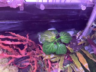 (Category: ) located in . Submitted by elden (Listing ID 1296570196, Image 1). Description: .